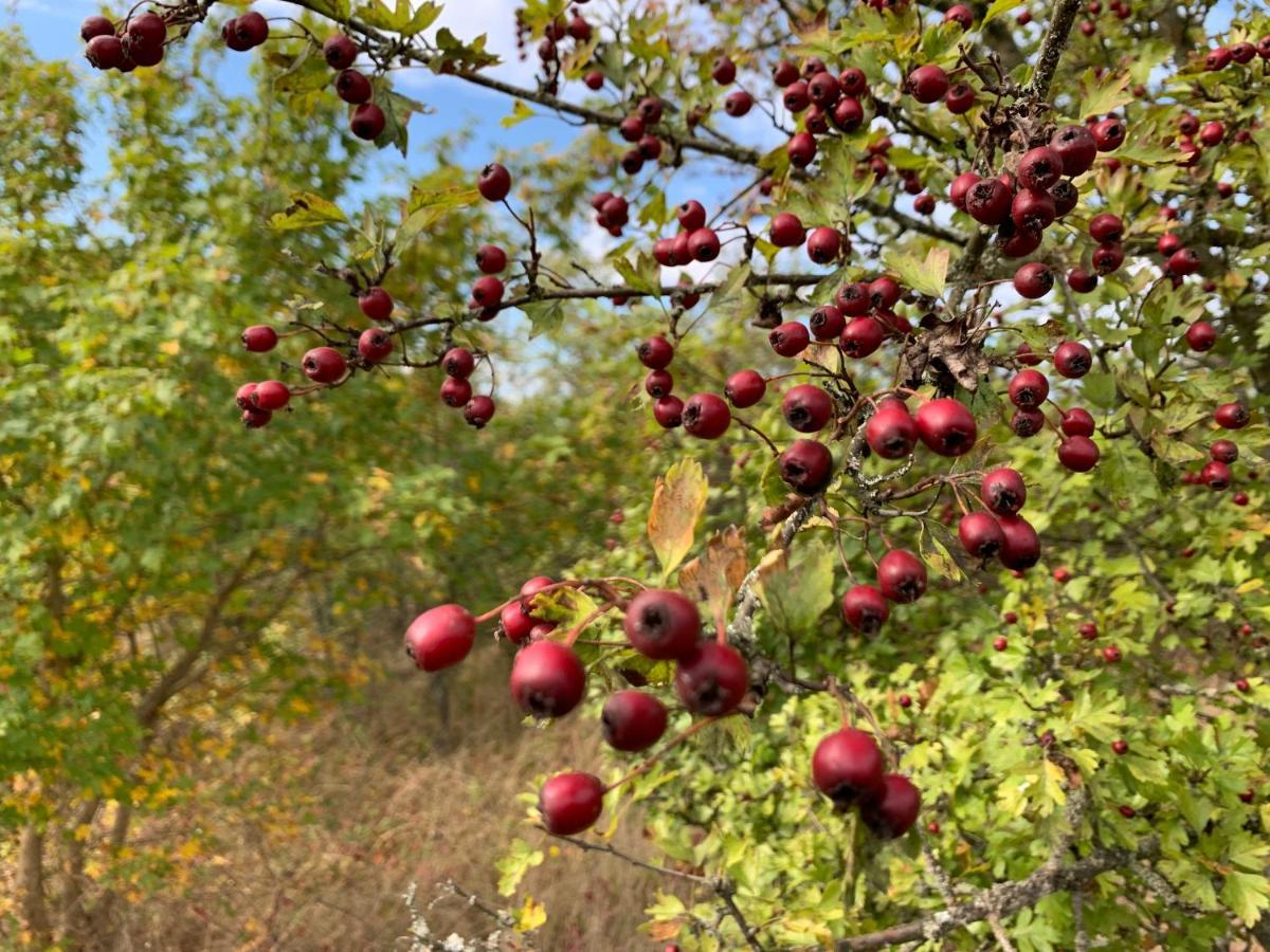 Agroturystyka Gesiniec Stare Osieczno 外观 照片