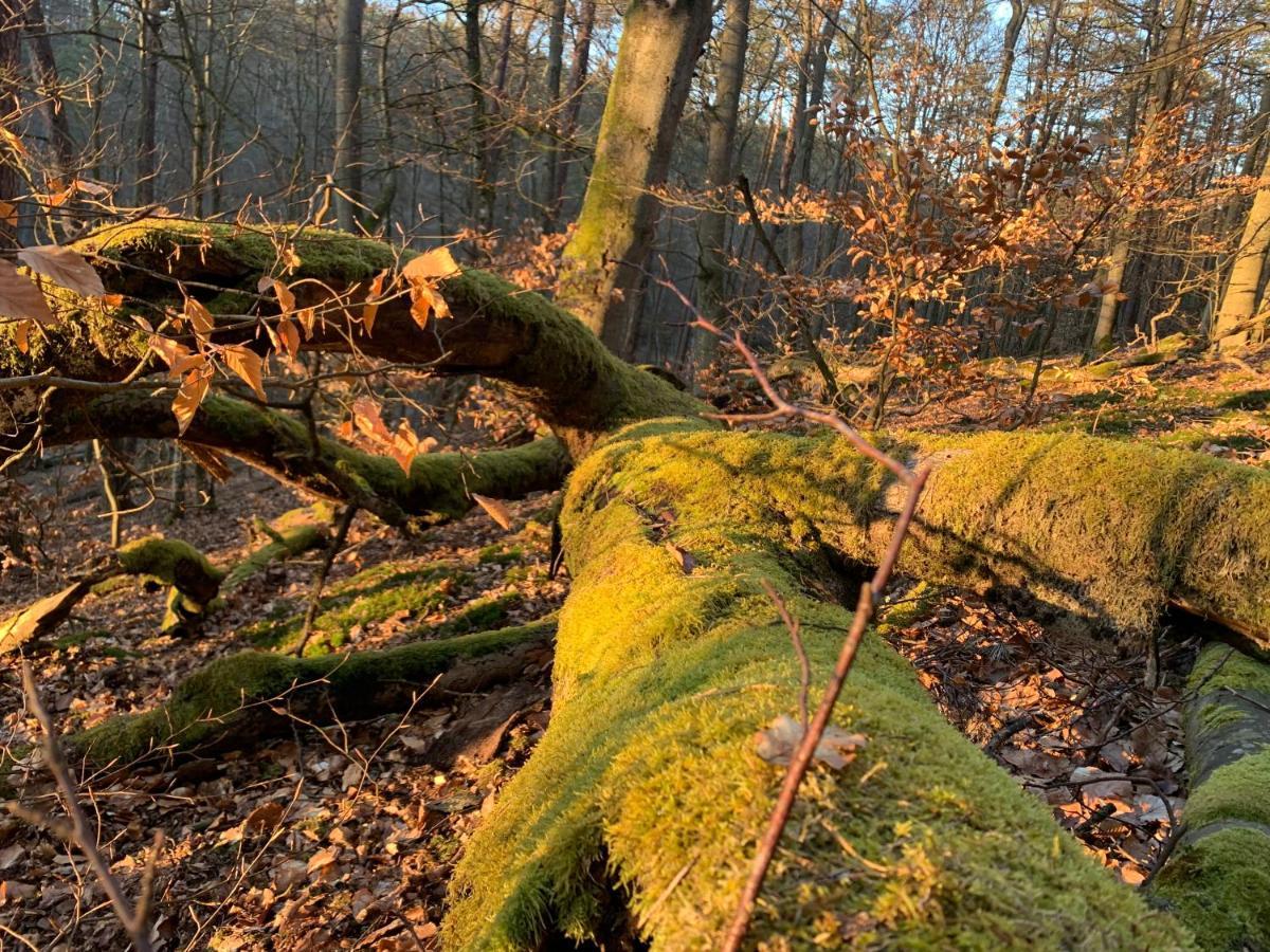 Agroturystyka Gesiniec Stare Osieczno 外观 照片